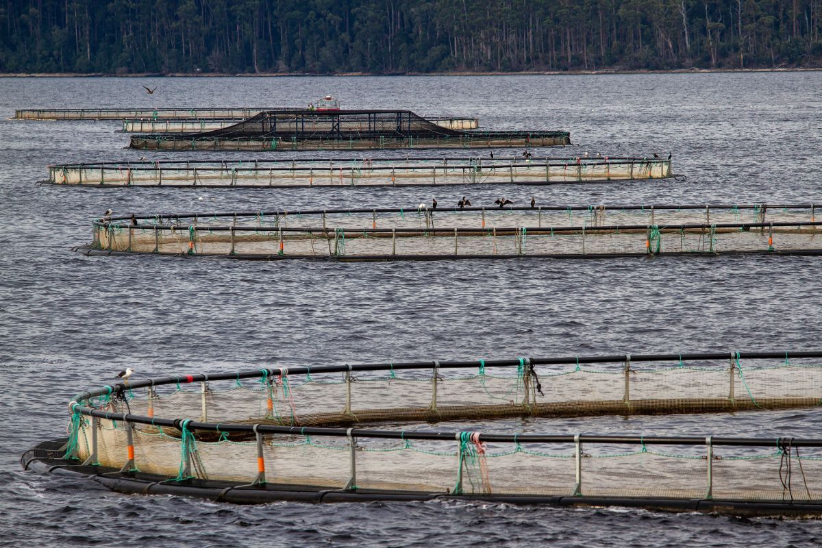 Australia fish farms Macquarie Harbour Tasmania