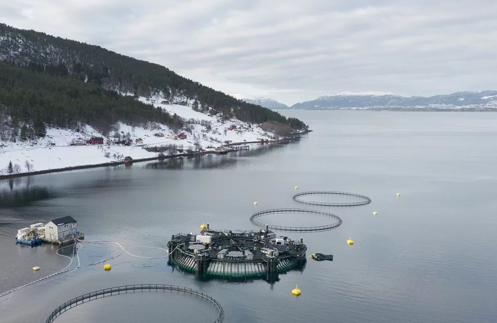 Bluegreen Donut shot