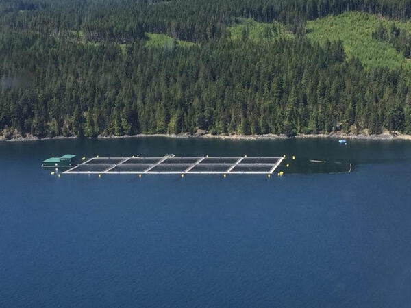 First Nations groups celebrate Mowi BC court ruling