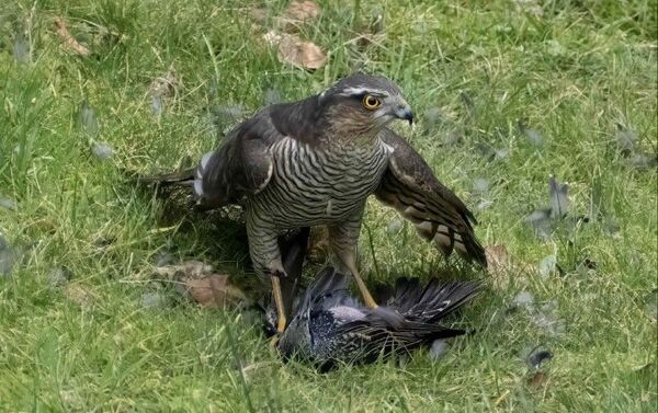 Arran&rsquo;s top 10 garden birds