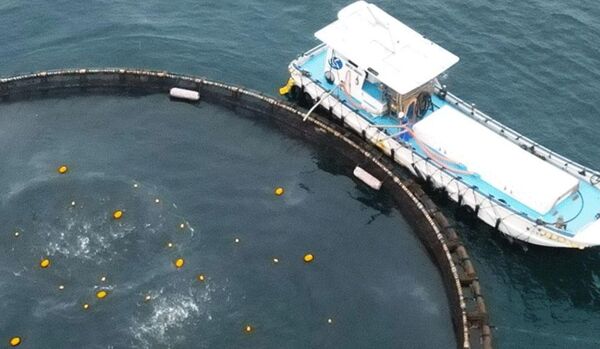 Aquaculture boosts profits for Japanese seafood giant