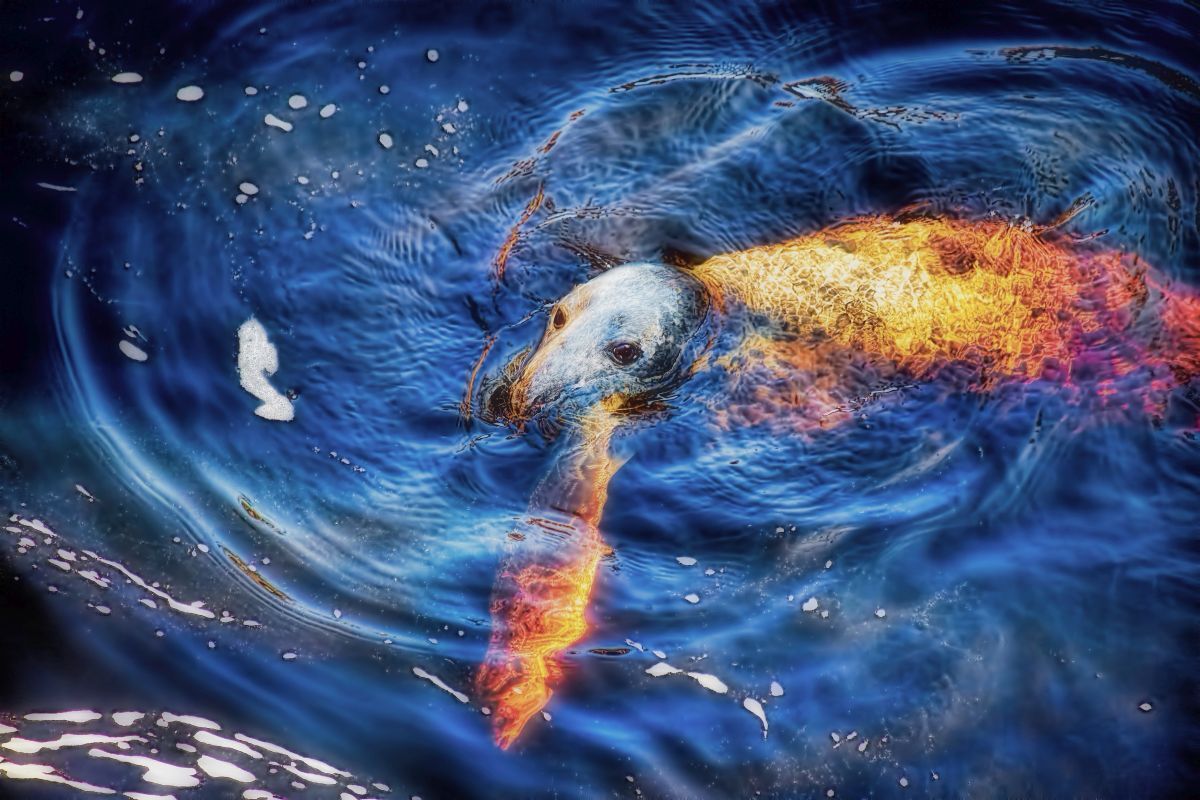 predators Common Seal with a salmon adobe