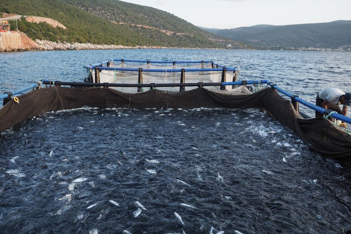 Fish crowded before being netted for slaughter. Photograph Compassion in World Farming.