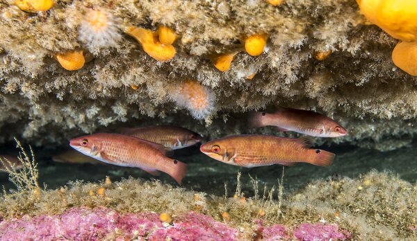 Cleaner fish company ceases trading