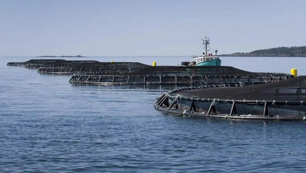Cooke wins Nova Scotia salmon expansion bid