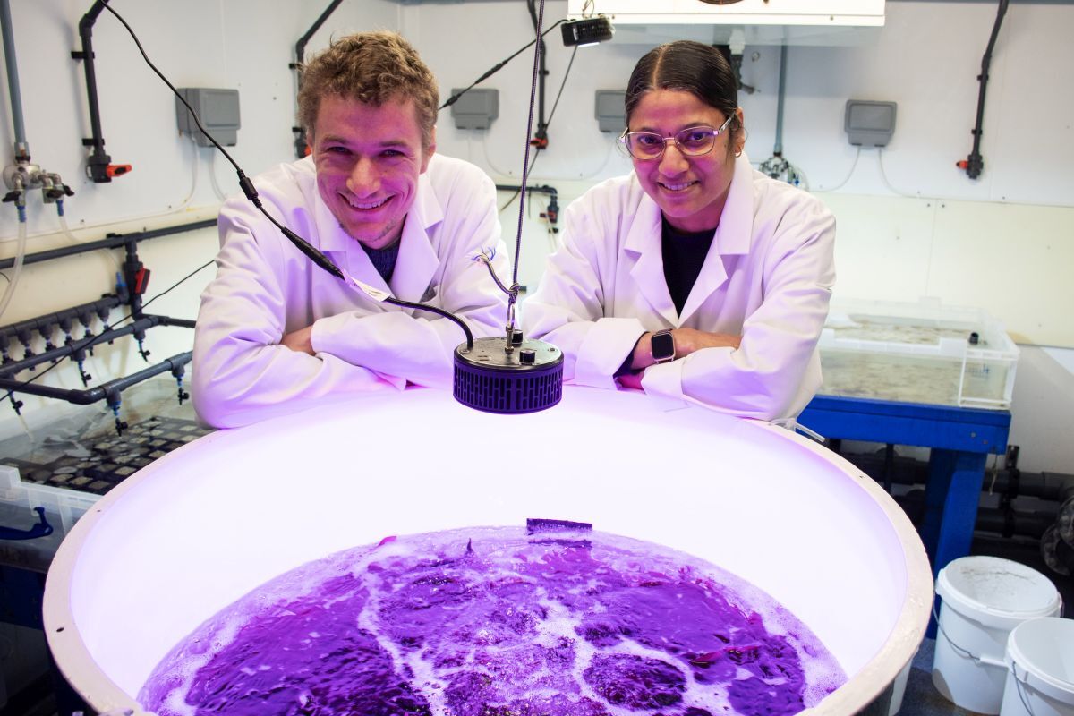 SAMS fabrics seaweed2 copy resize Photograph Scottish Association for Marine Science