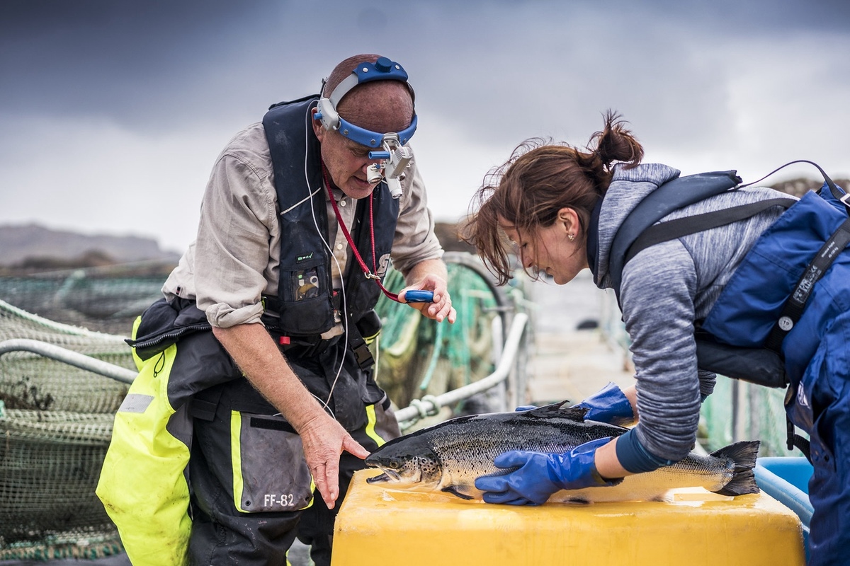 Salmon Scotland tech 2 20260223 Salmon Scotland tech 2 20260223