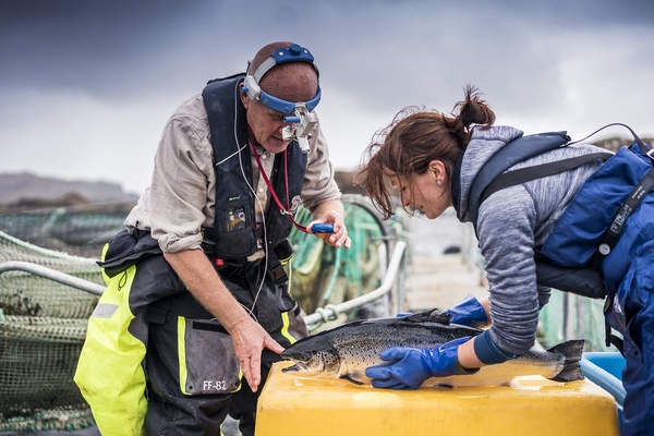 Collaborative research in Scottish salmon farming worth nearly &pound;200 million, report finds