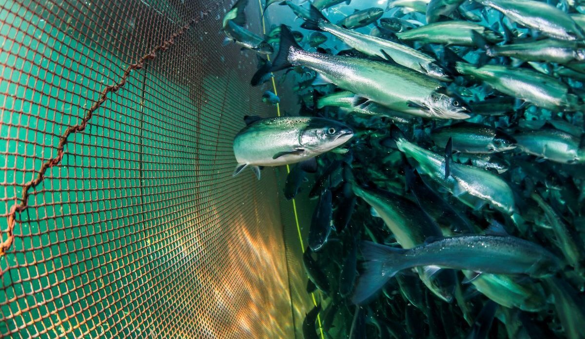 Salmon swimming Salmon swimming