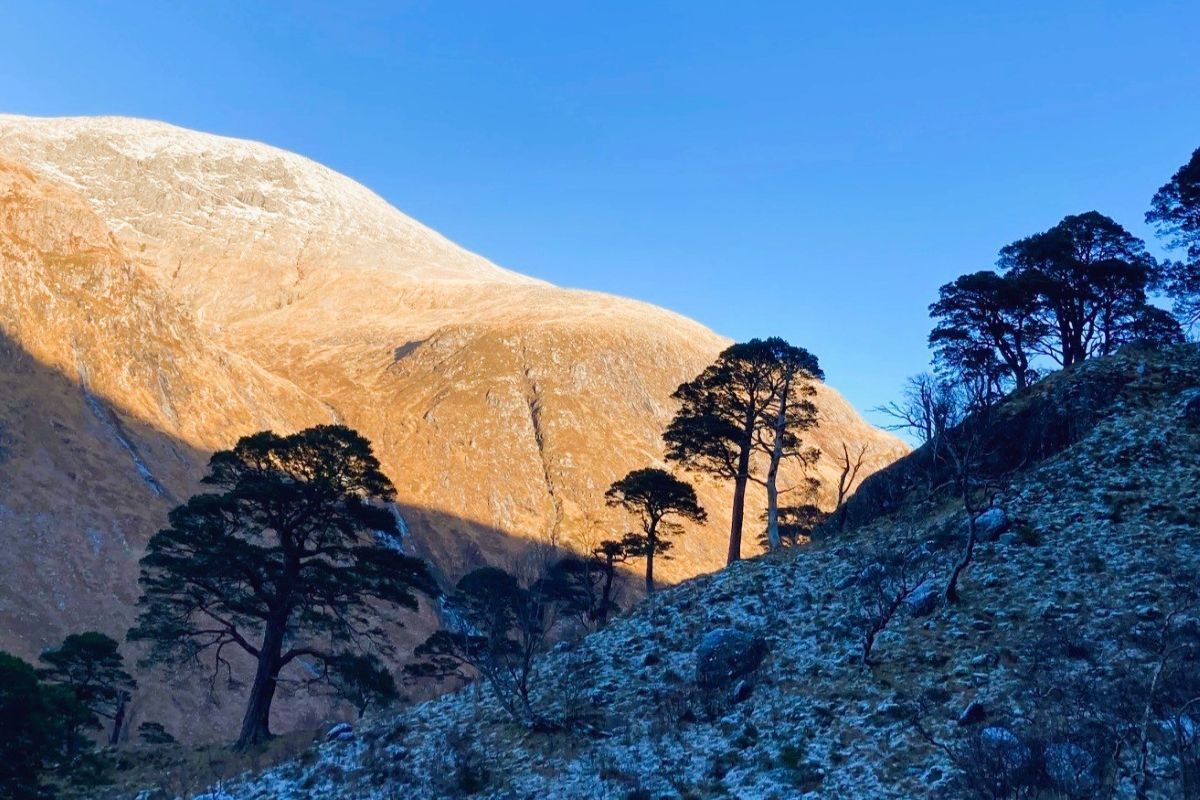 Major native woodland recovery plan announced