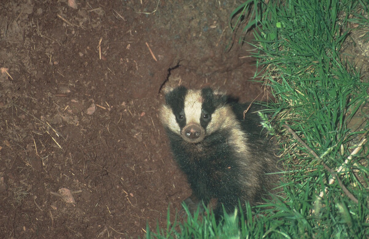 Badger awareness for foresters