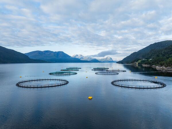 Norwegian aquaculture businesses see revenue grow but profit margins are tighter
