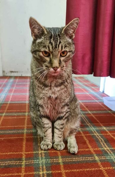 Memories, photographs, and tributes for town cat Monty