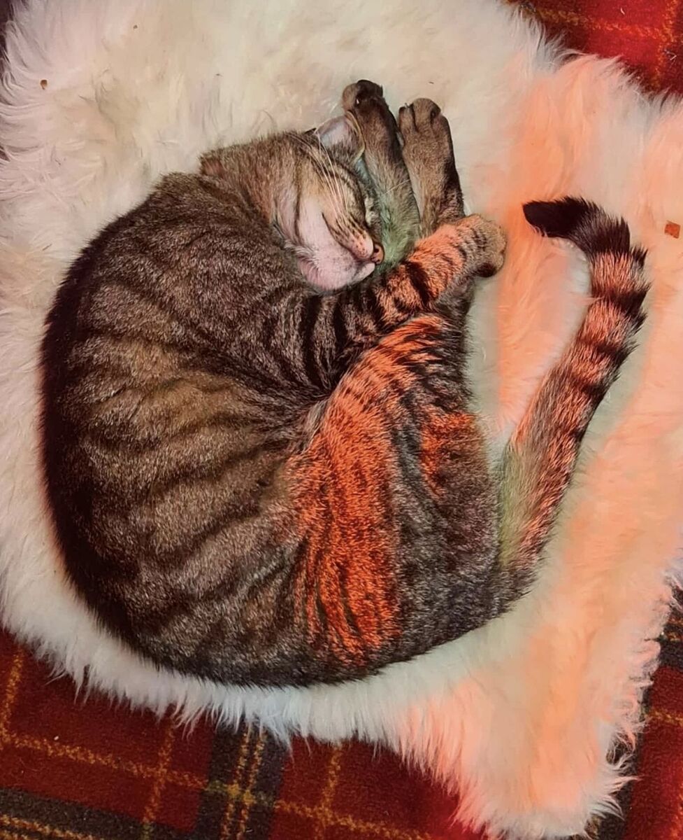 NO T11 Monty the cat 26 Oban WEB MW RUG