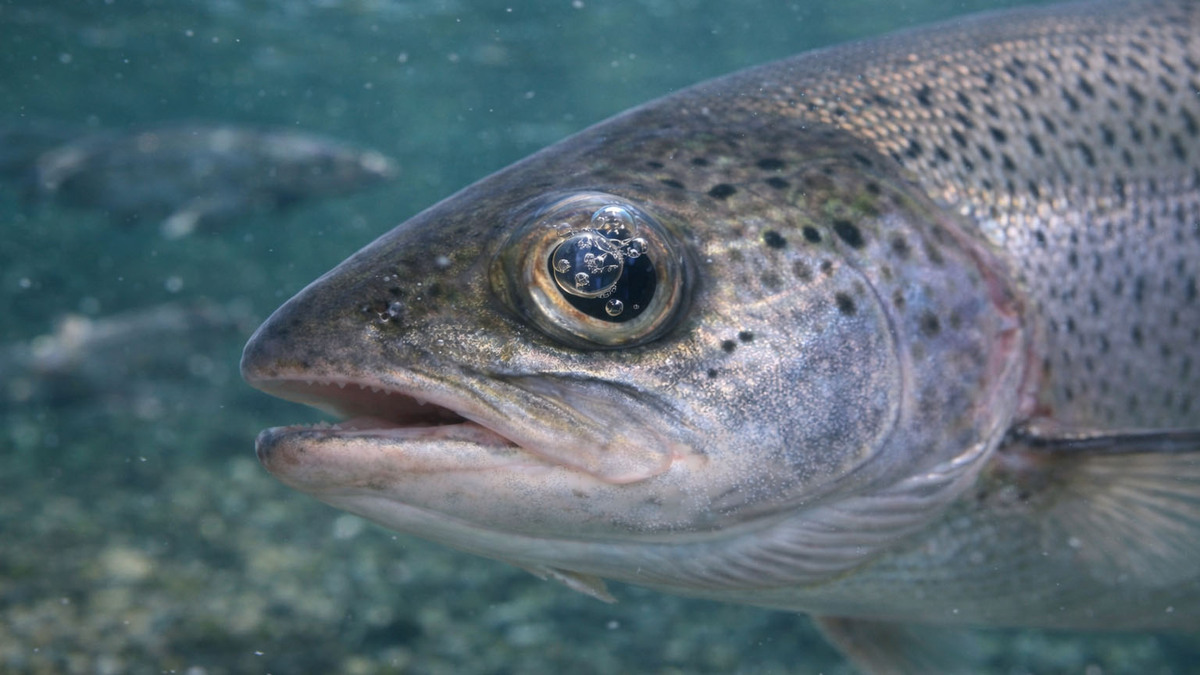 Oxyguard March 26 26.03 Gas Bubble Disease in eye of an Atlantic Salmon 16 9 format