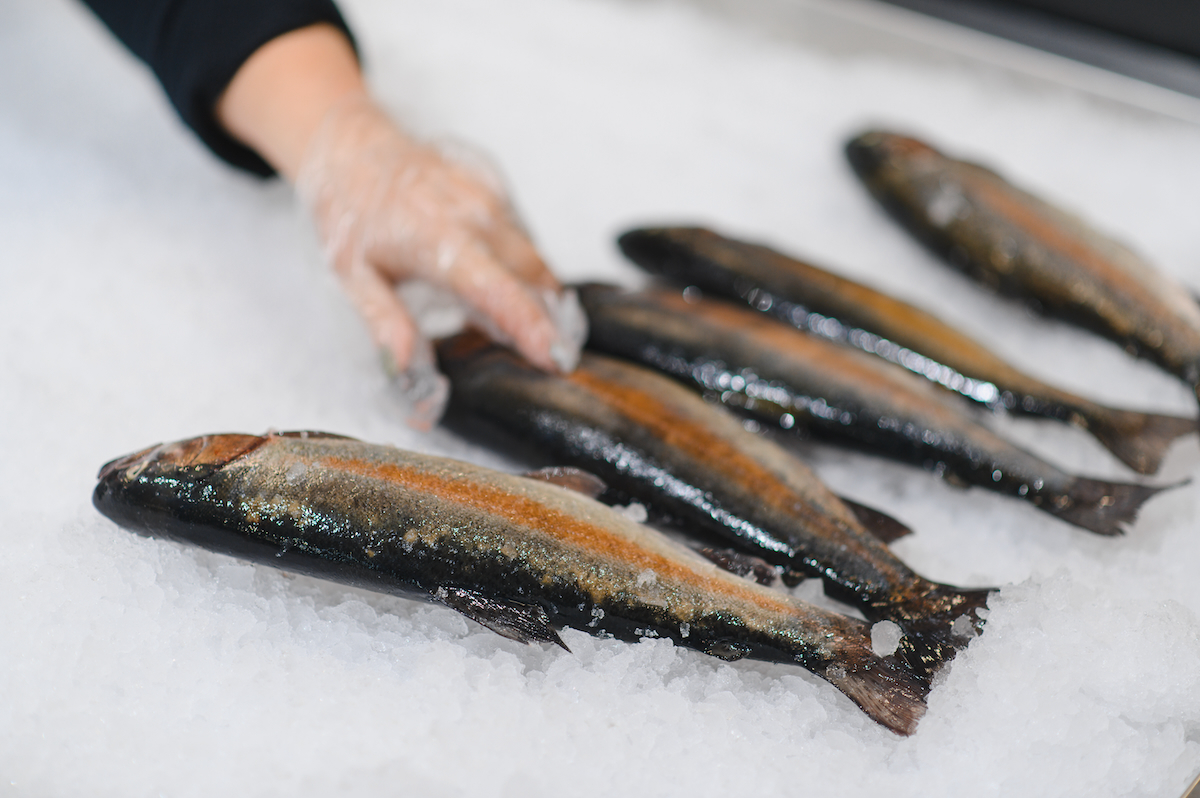 trout on ice AdobeStock 1881647524 20260305