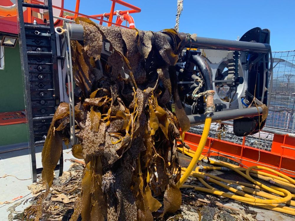 Lindgren Pitman 20260210 Big Kelp