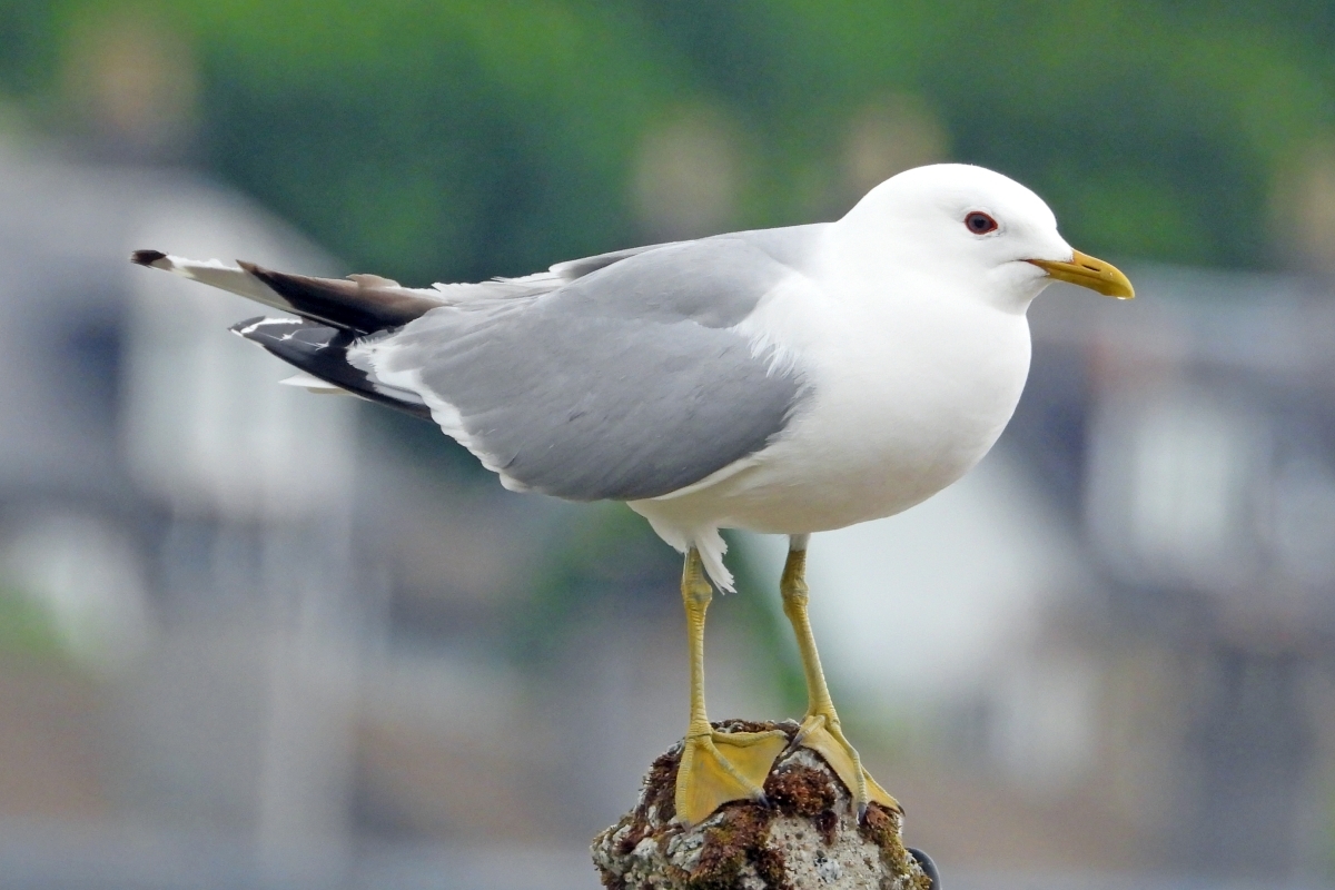 An endangered common gull. Photograph: Jim Dickson