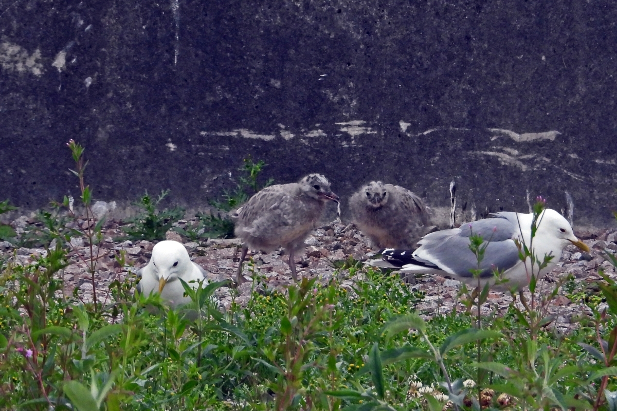 Common gulls and their chicks on their nesting site at the old oil depot in Ardrishaig. Photograph: Jim Dickson