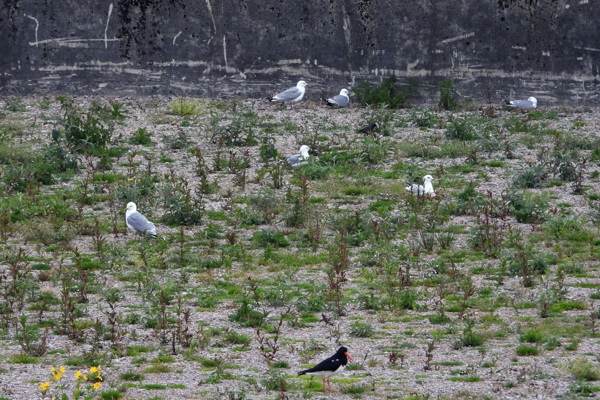 Endangered common gulls nesting at the old oil depot site in Ardrishaig, which currently has a planning application lodged with Argyll and Bute Council to build a distillery on it. Photograph: Jim Dickson