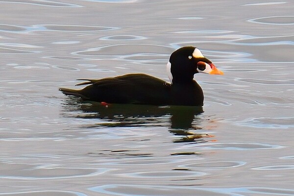 Three types of scoter spotted on Arran