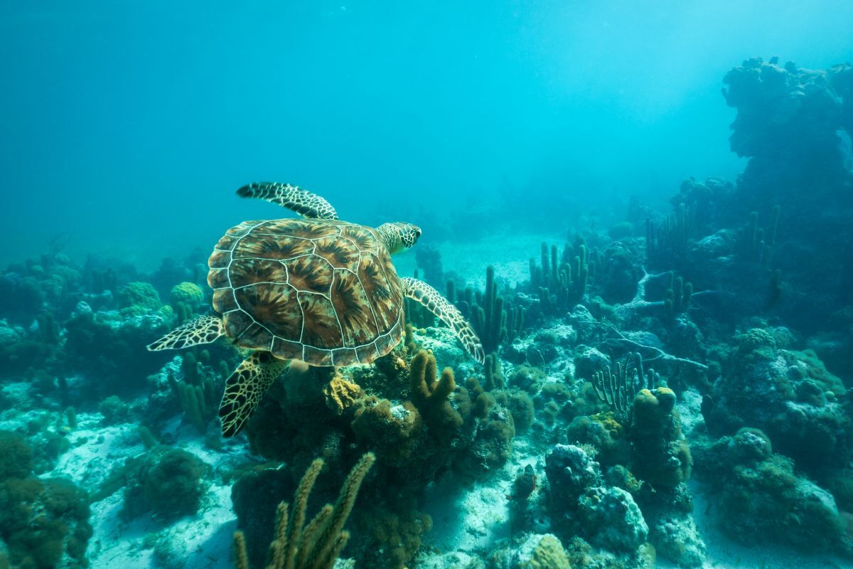 Smiths Reef Turks and Caicos AdobeStock 577604740 20260309
