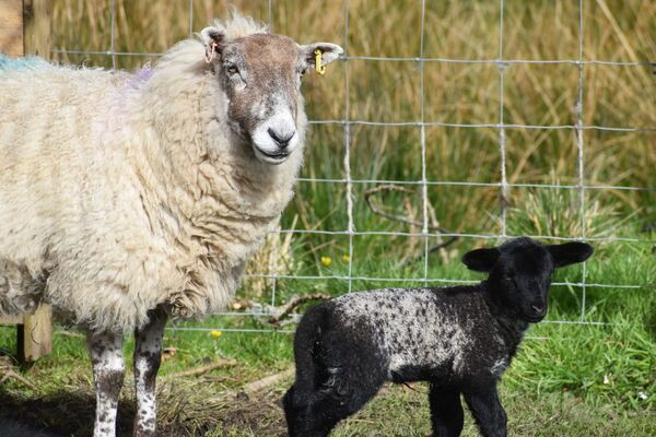 The Croftless Crofter: Nic Goddard writes for you