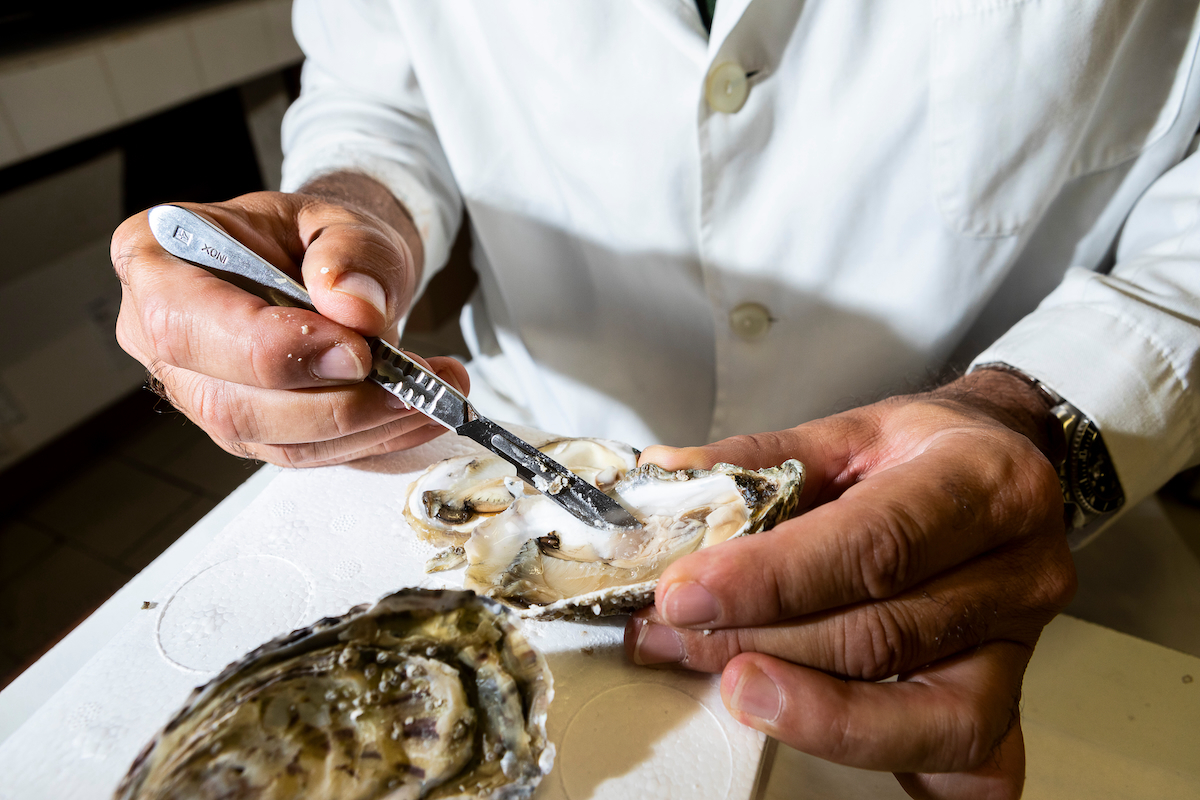 oysters in the lab AdobeStock 339166981 web