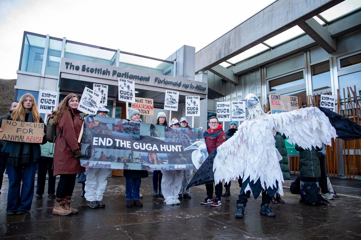 Fate of Scotland's last seabird hunt on Lewis hangs in the balance