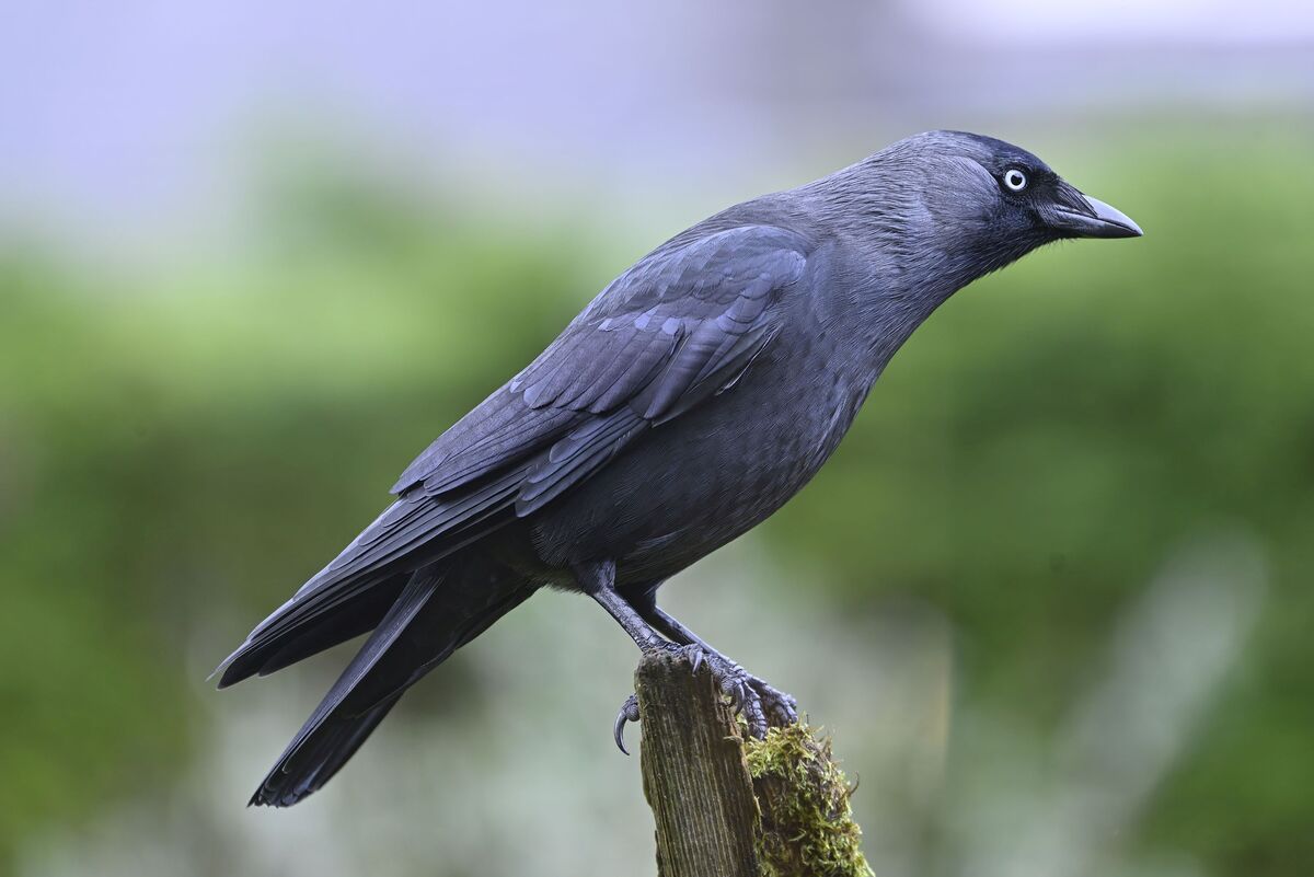 Jackdaw, a gregarious species that flocks together in winter. Photograph: Brian Couper. 