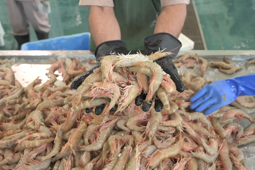 Shrimp aquaculture in Oman 20260316