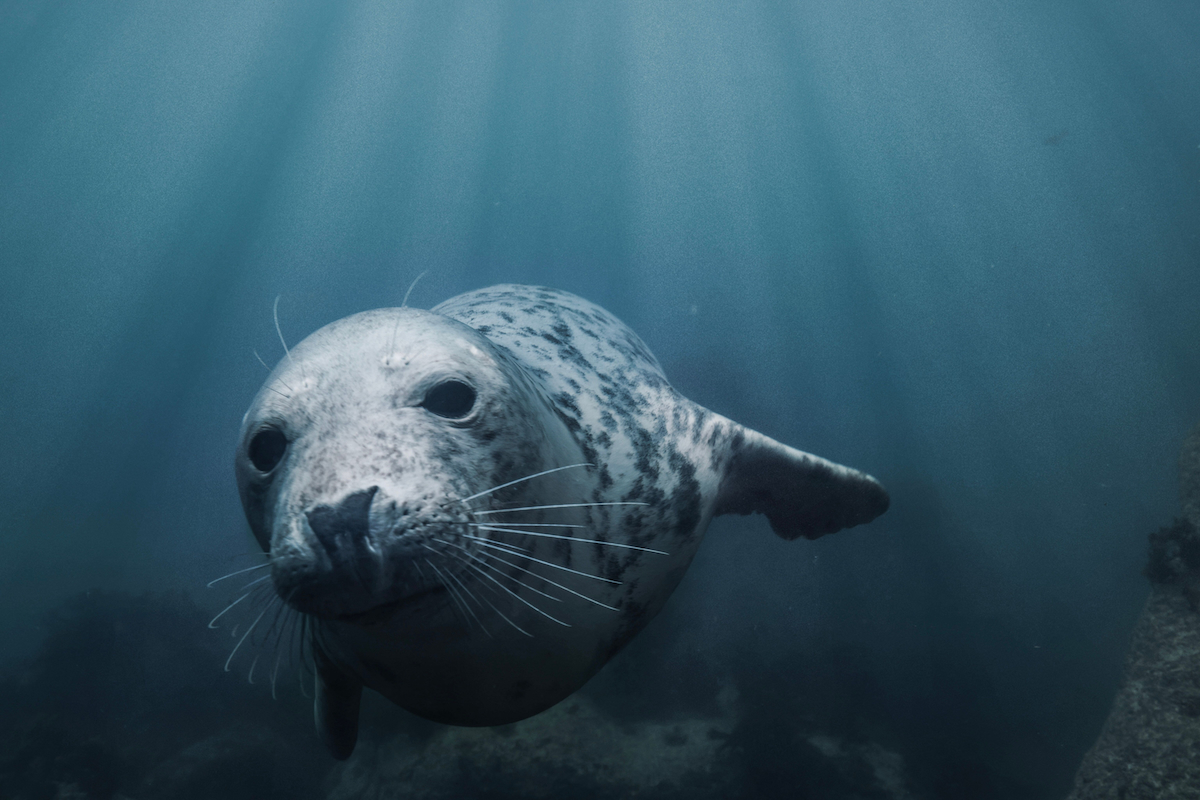 grey seal AdobeStock 551587958 web