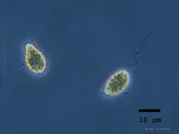 Fish farms placed on poison algae alert