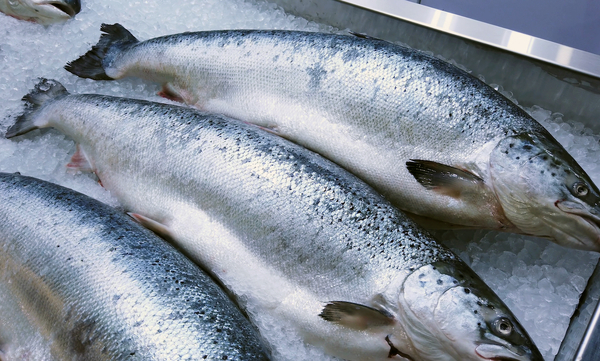Salmon prices hit another year low