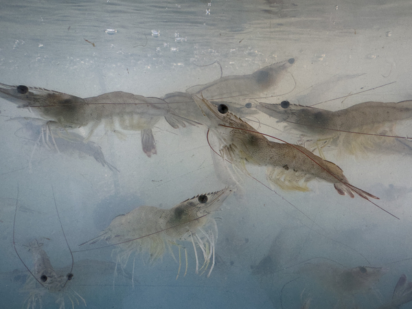 Lidl move on shrimp welfare leaves only one UK supermarket giant without a timeline for change