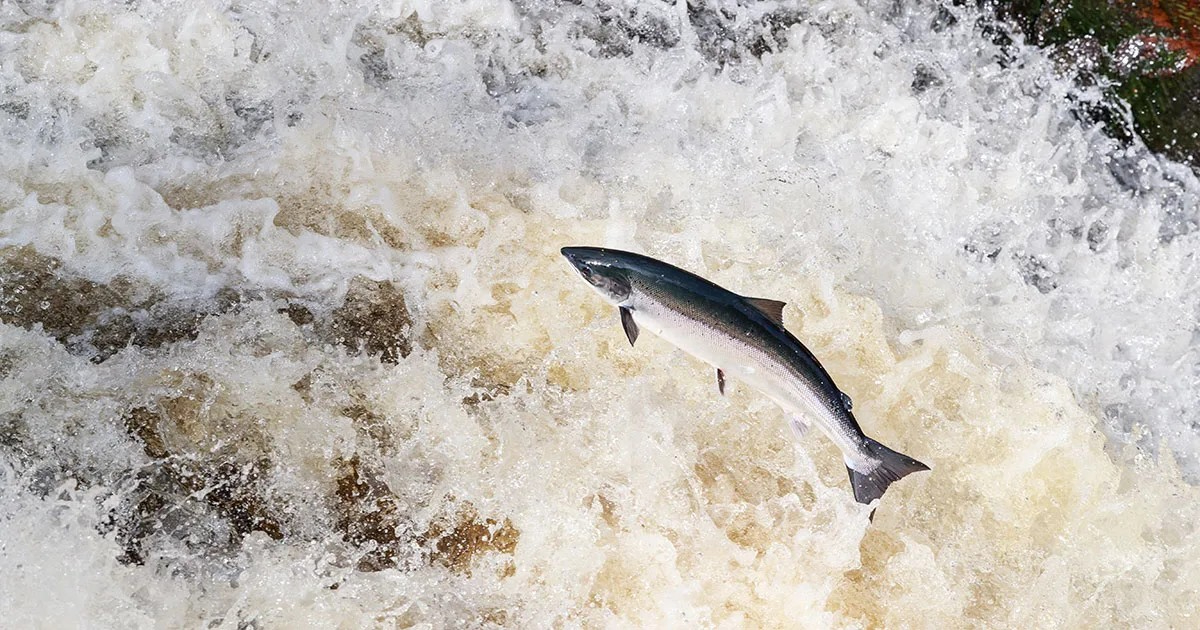 Atlantic Salmon leaping