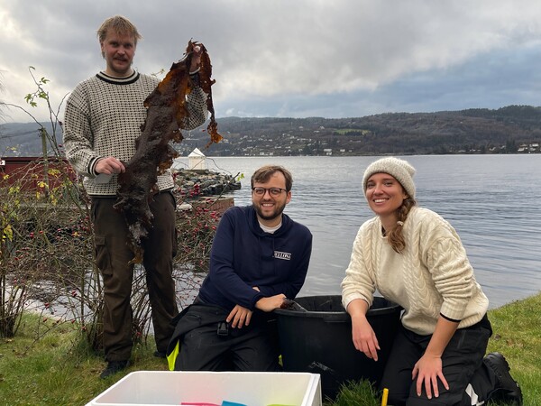 The kelp connection
