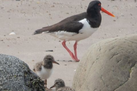 Protecting breeding birds on Arran