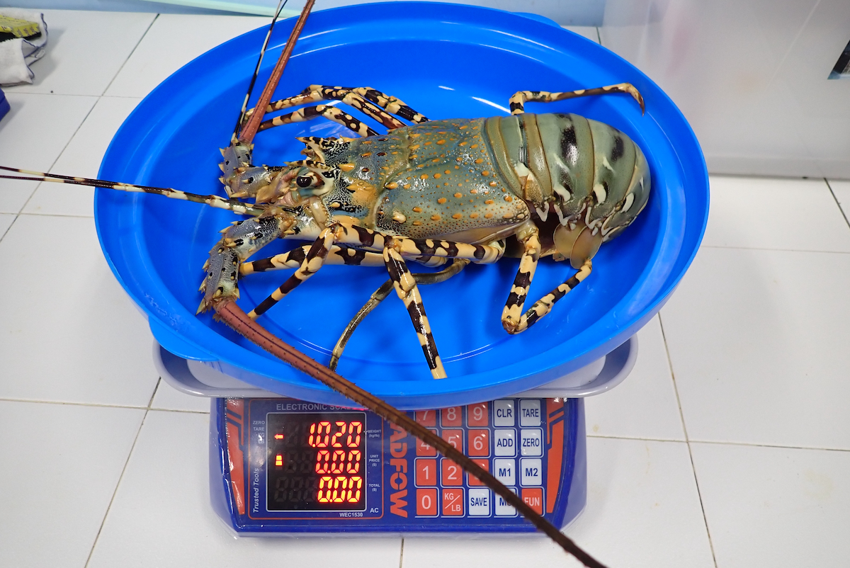 Spiny lobster SEAFDEC AQD Photo3 web