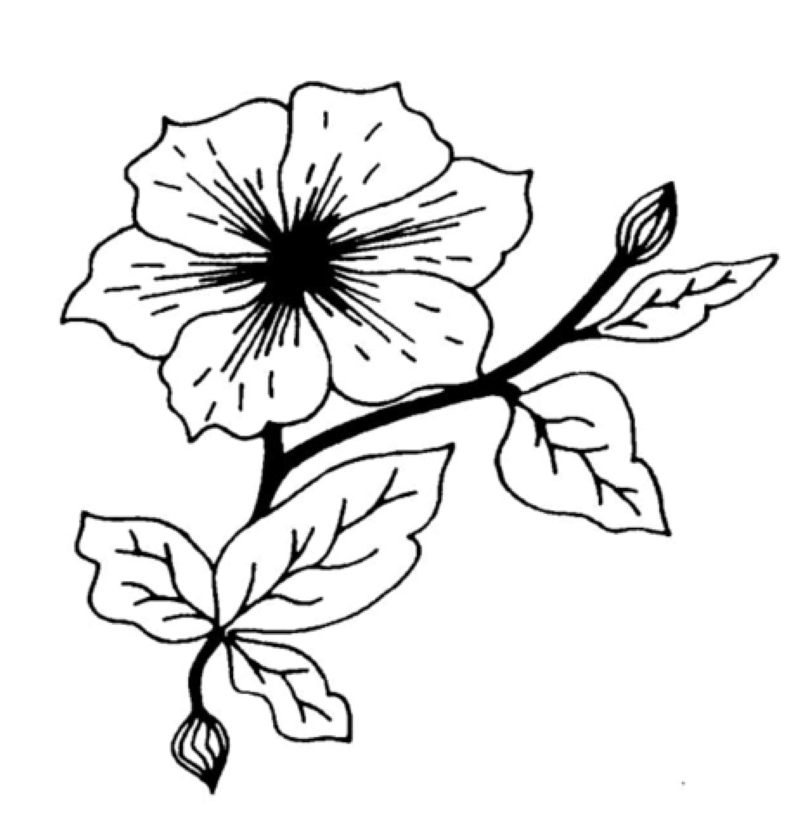 Corachie Clematis Garden Centre