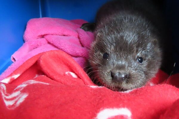 Otterly happy ending for Tyree
