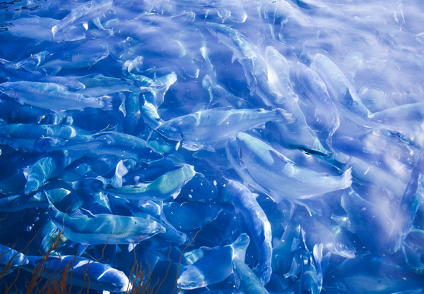 Japanese company expands aquaculture business into Netherlands