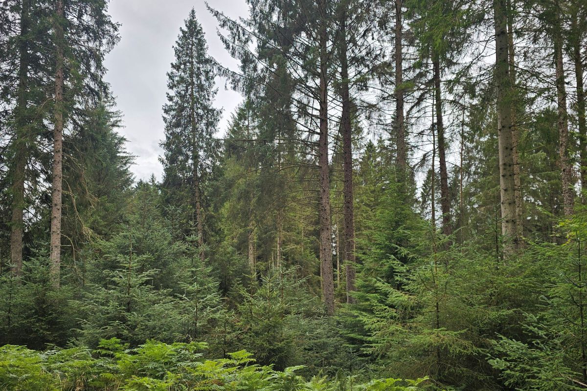 Scotland&rsquo;s Finest Woods Awards 2026 &ndash; entering has never been easier