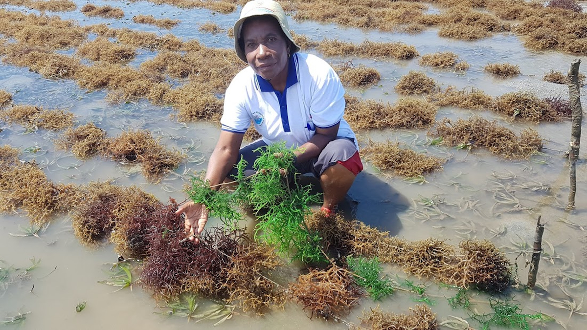 Flower Msuya assessing a seaweed farm 20260408