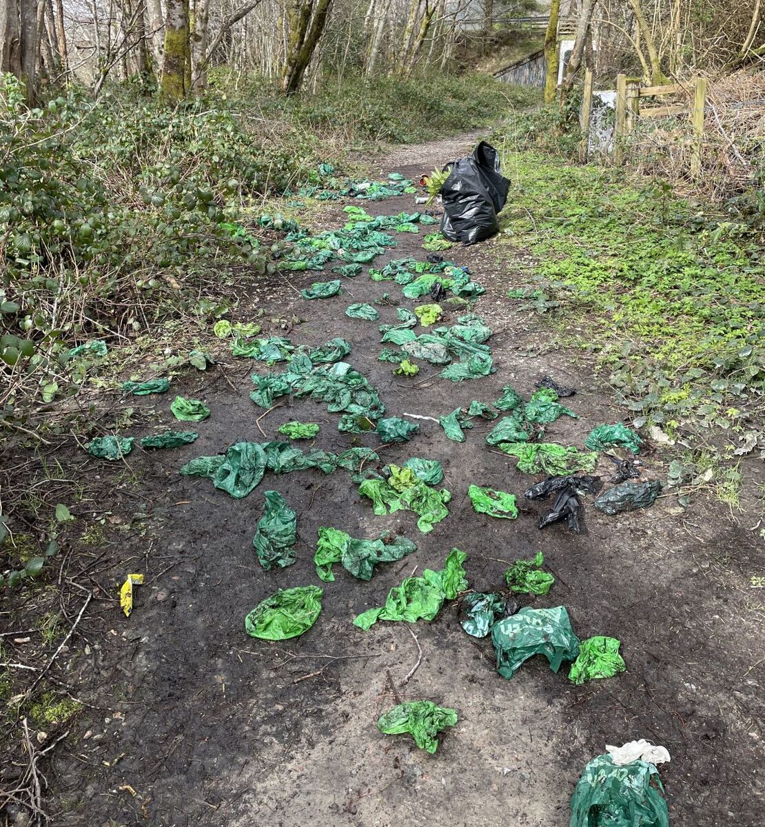 A disgusting trail of just some of the 300 bags uncovered from bushes along a 30m stretch of pathway in Ballachulish. Photograph: Hannah Worthington