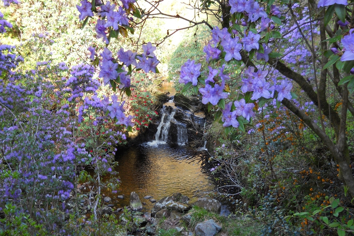 Spring clean shoes before visiting Argyll gardens