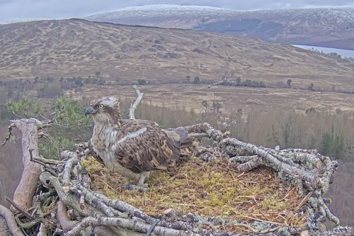 Garry the bachelor finally pulls a bird in his love nest
