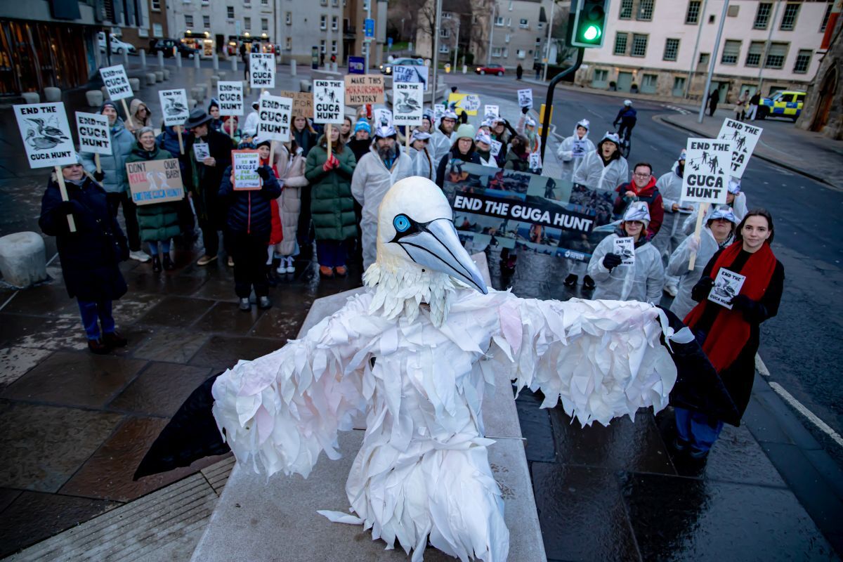 Man in giant bird costume running for Holyrood to end guga hunt