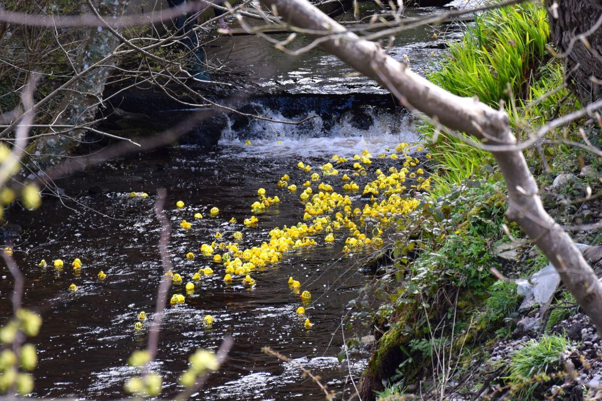 Tayinloan Duck Race to take a break for 2026