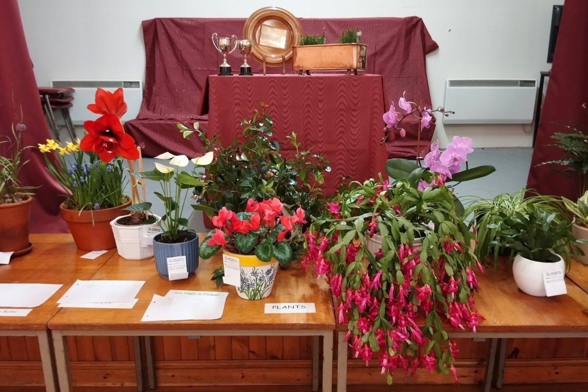 Clachan sows the seeds of victory in West Kintyre bulb show